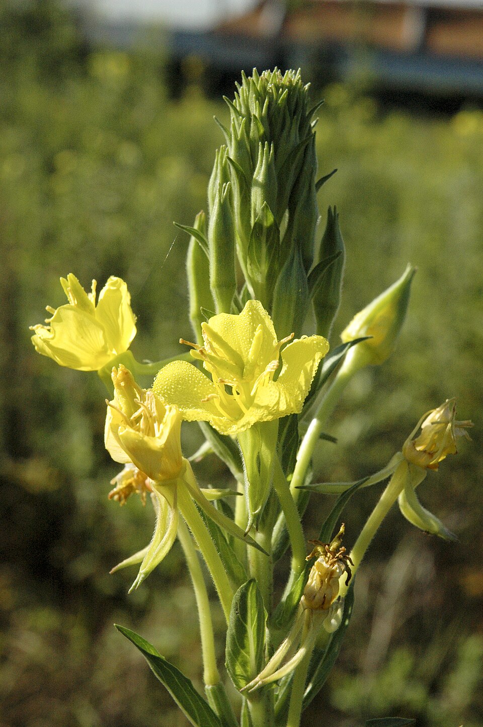 Oenothera parviflora (northern evening-primrose) (alternate view 12)