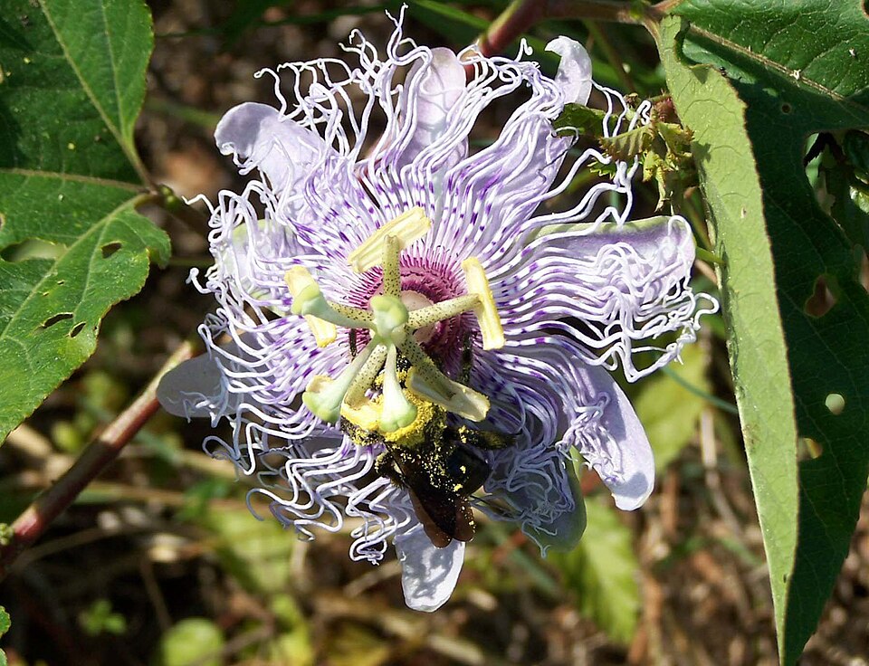 Passiflora incarnata (purple passionflower)