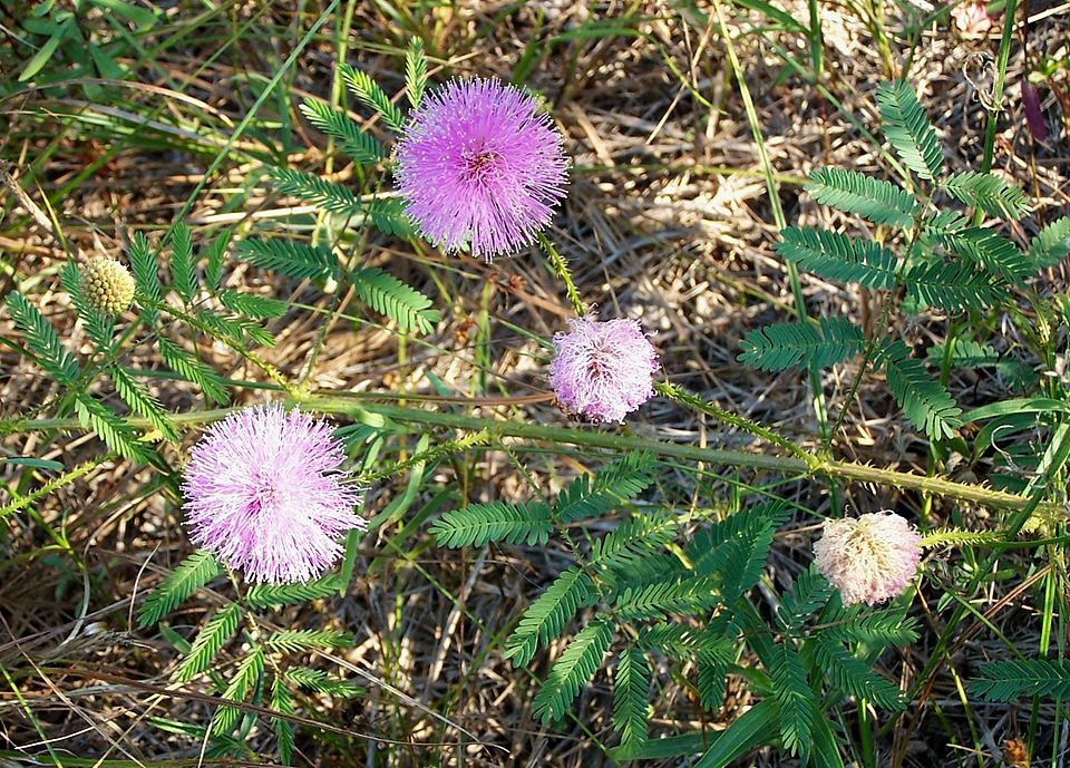 Mimosa nuttallii (Catclaw Briar)