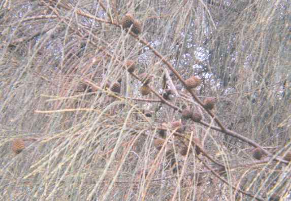 Allocasuarina verticillata (Drooping She-oak) (alternate view 5)
