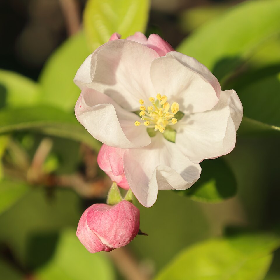 Malus 'Evereste' (Evereste Crabapple) (alternate view 5)