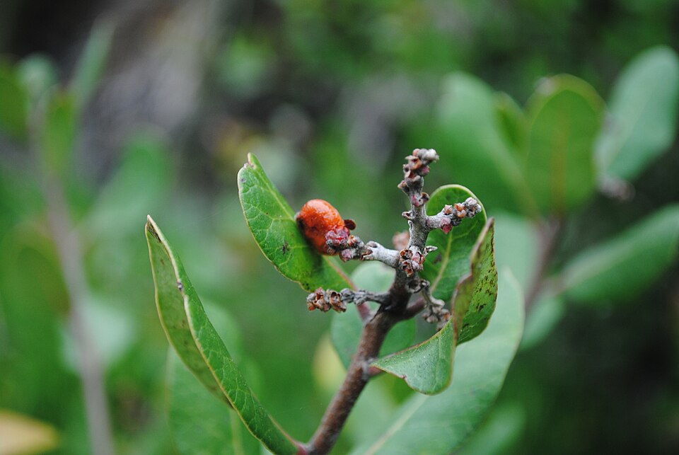 Rhus integrifolia (lemonade berry)