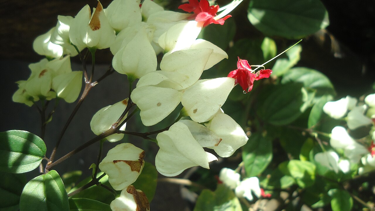 Clerodendrum thomsoniae, Bleeding-heart vine — climbing semi-evergreen (Lamiaceae) (image 5 of 10)