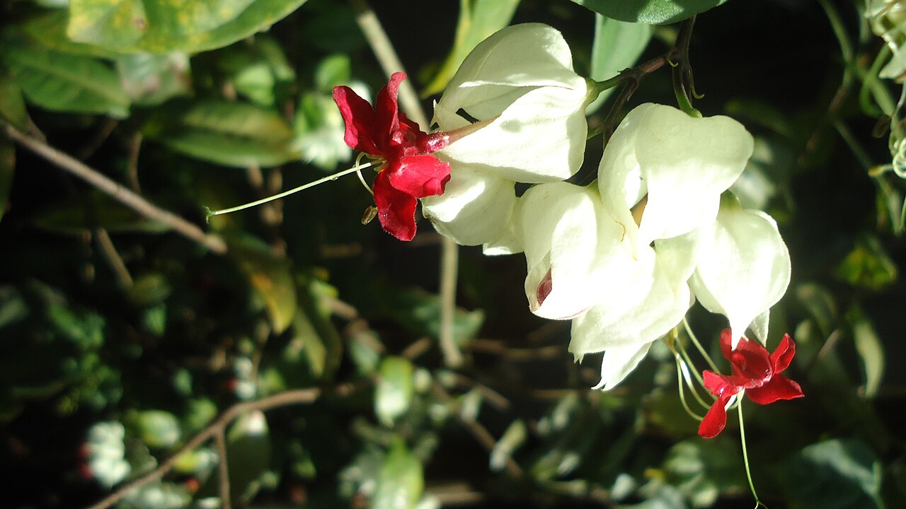 Clerodendrum thomsoniae, Bleeding-heart vine — climbing semi-evergreen (Lamiaceae) (image 6 of 10)