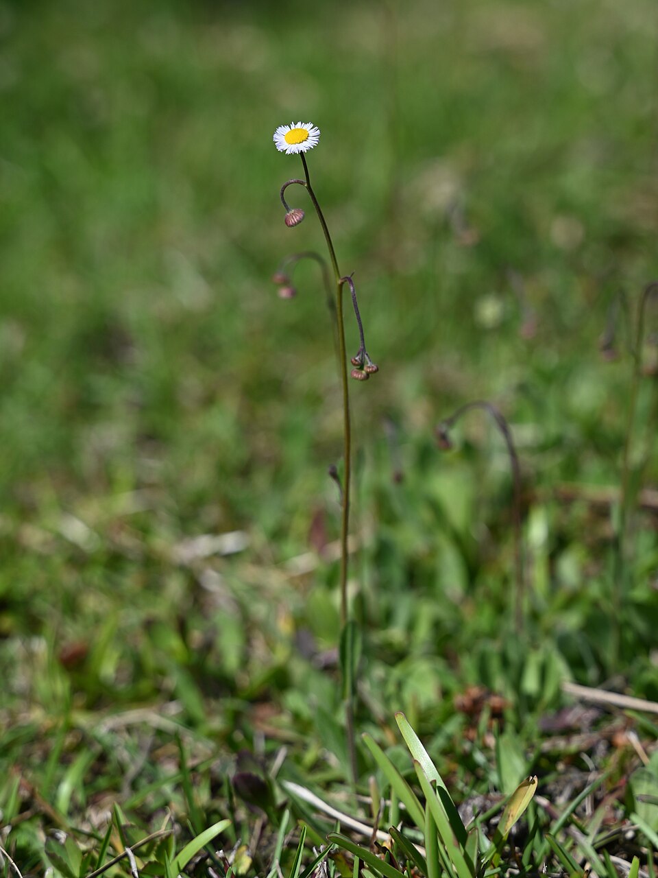 Erigeron quercifolius (oakleaf fleabane) (alternate view 3)