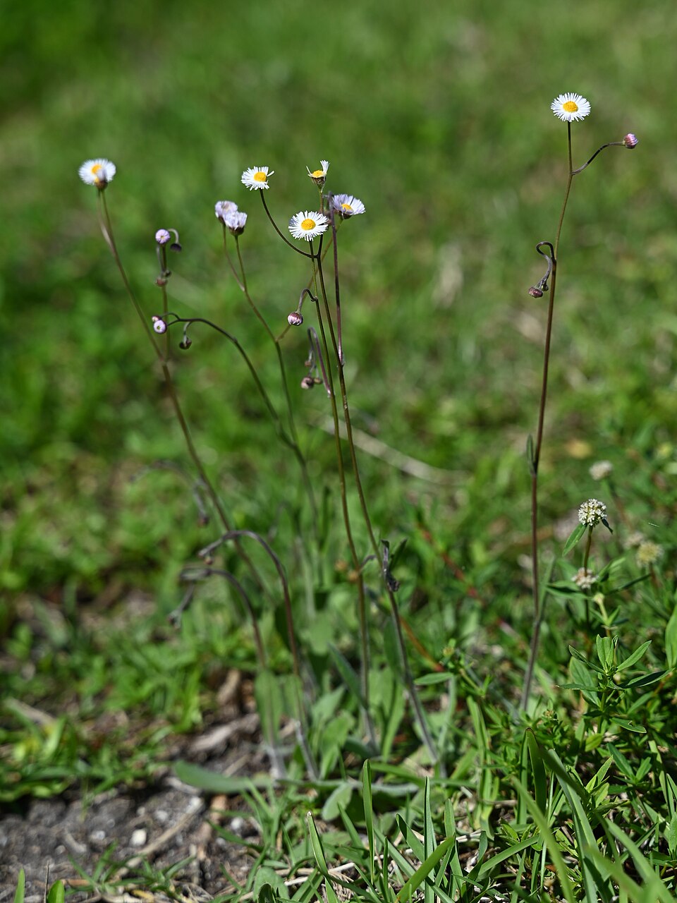 Erigeron quercifolius (oakleaf fleabane) (alternate view 4)