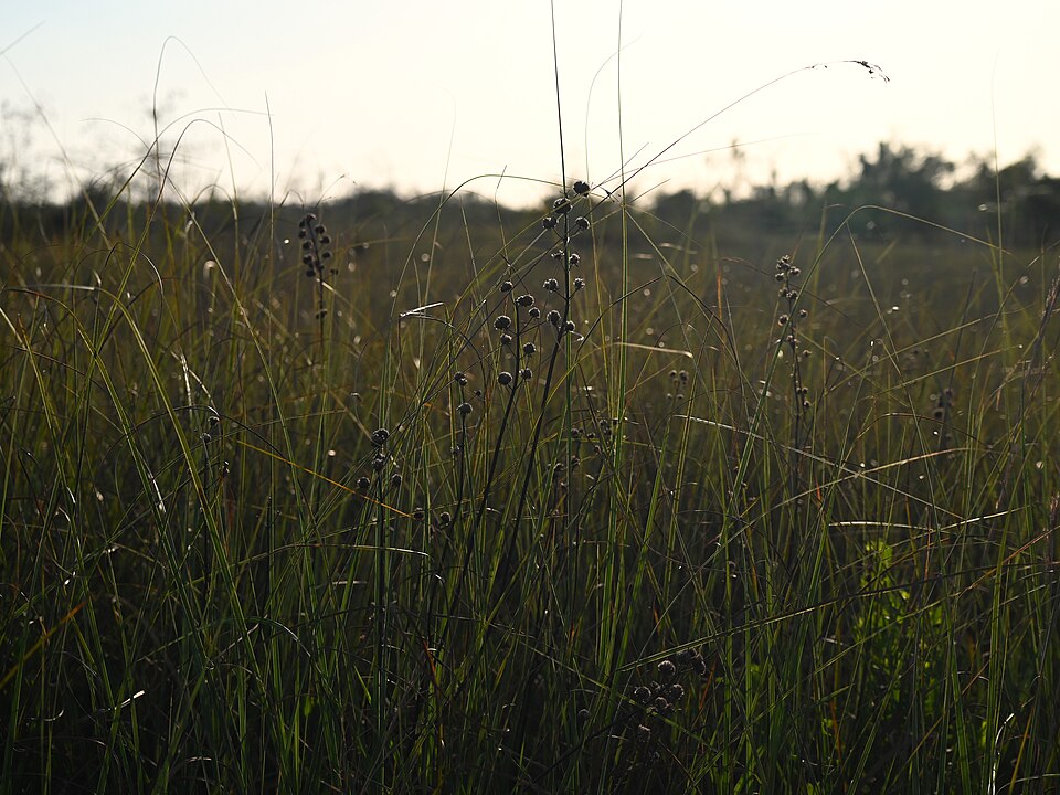 Hyptis alata (Musky mint) (alternate view 9)