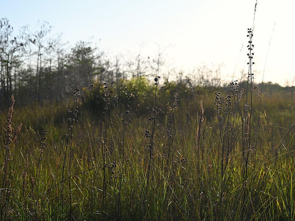 Hyptis alata (Musky mint) (alternate view 10)