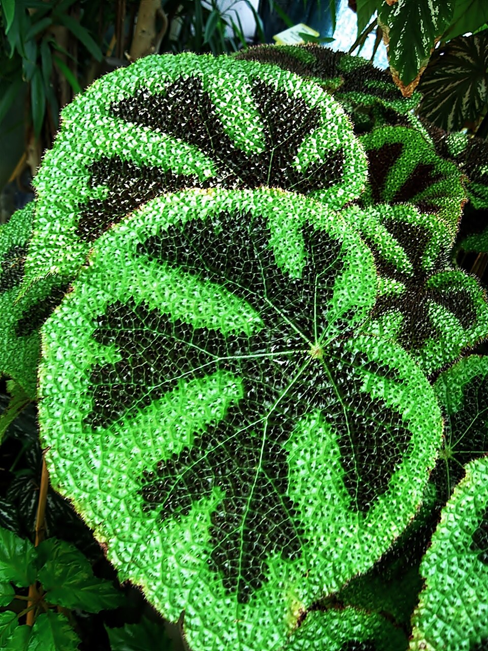Begonia masoniana (Criss Cross Begonia) (alternate view 6)