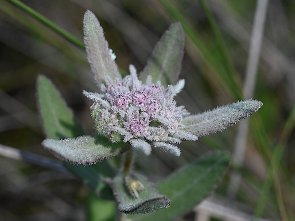 Pluchea baccharis (Rosy Camphorweed) (alternate view 9)