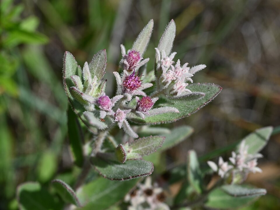 Pluchea baccharis (Rosy Camphorweed) (alternate view 10)
