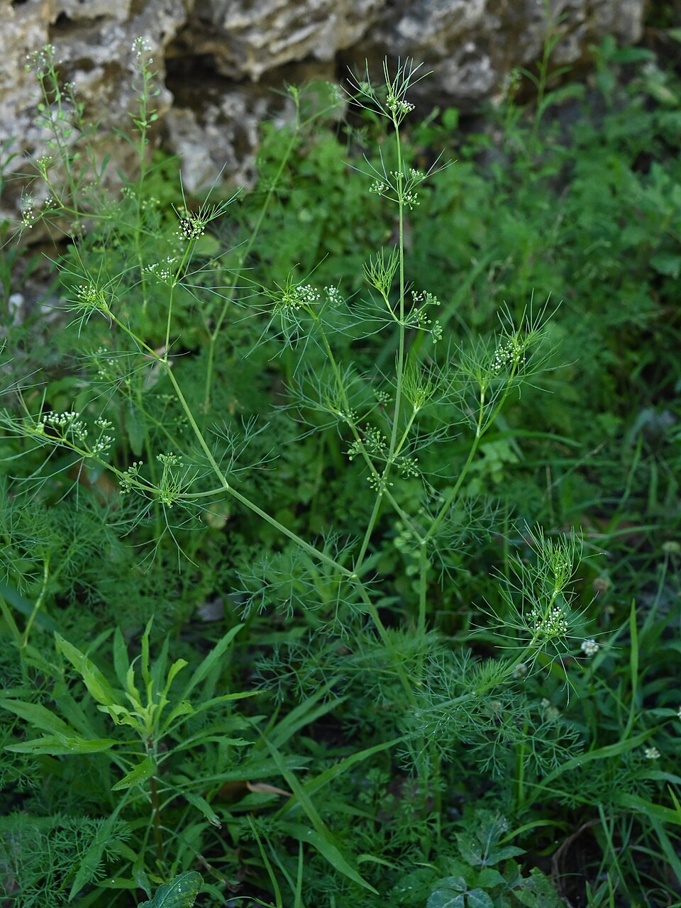 Ptilimnium capillaceum (herbwilliam) (alternate view 4)