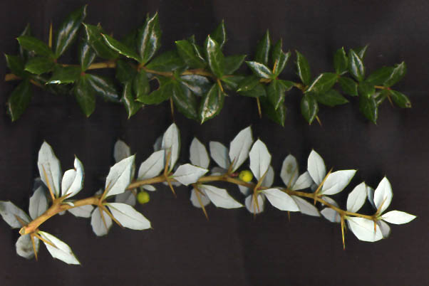 Berberis verruculosa (Warty barberry) (alternate view 10)