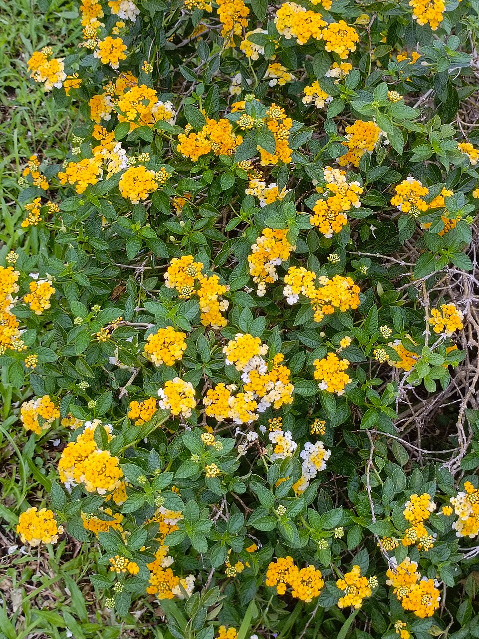 Lantana urticoides (Texas lantana) (alternate view 6)