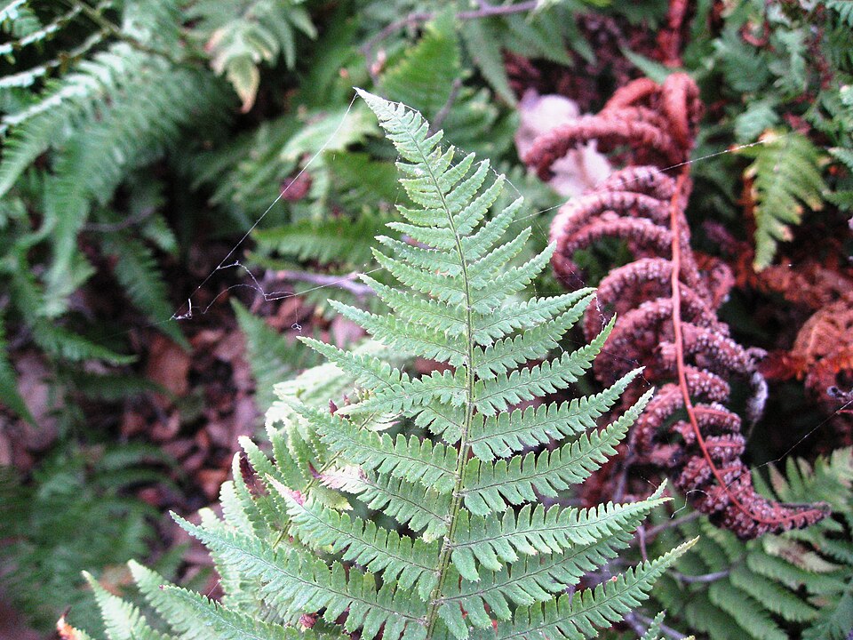 Dryopteris arguta (coastal woodfern) (alternate view 7)