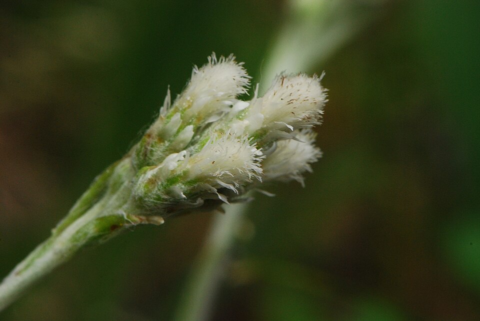 Antennaria neglecta (Field Pussytoes) (alternate view 3)