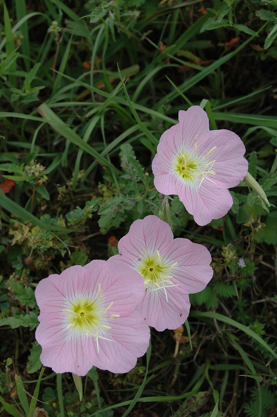 Oenothera speciosa (pinkladies, pink evening primrose) (alternate view 7)