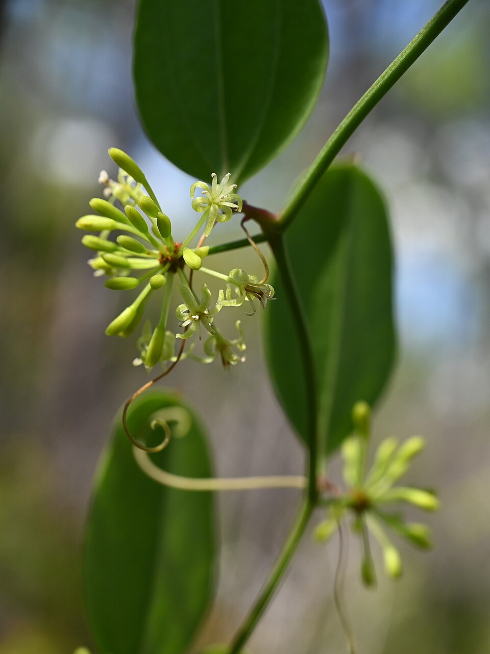 Smilax auriculata (Earleaf Greenbrier) (alternate view 7)