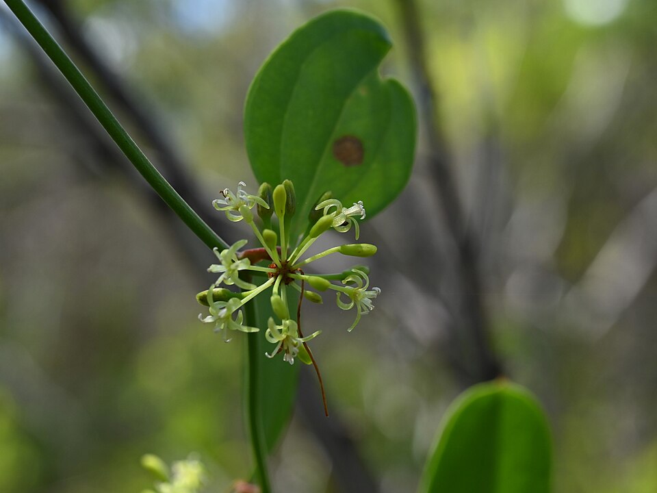 Smilax auriculata (Earleaf Greenbrier) (alternate view 8)
