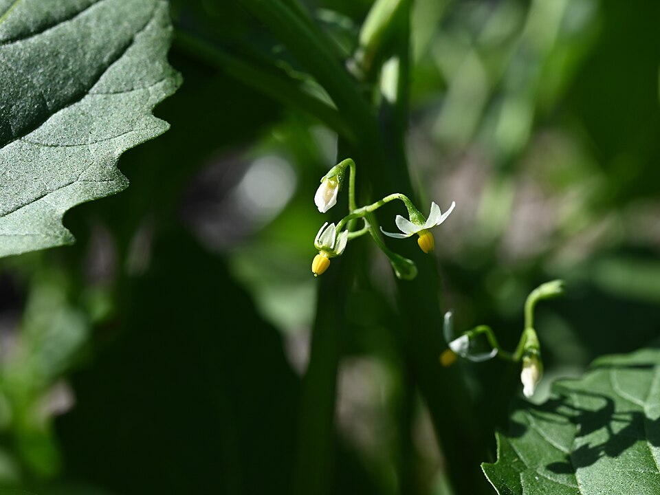 Solanum emulans (eastern black nightshade) (alternate view 2)