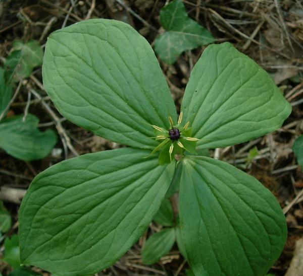 Paris quadrifolia (herb paris) (alternate view 7)