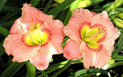 Hemerocallis 'Elegant Candy' (Elegant Candy Daylily)
