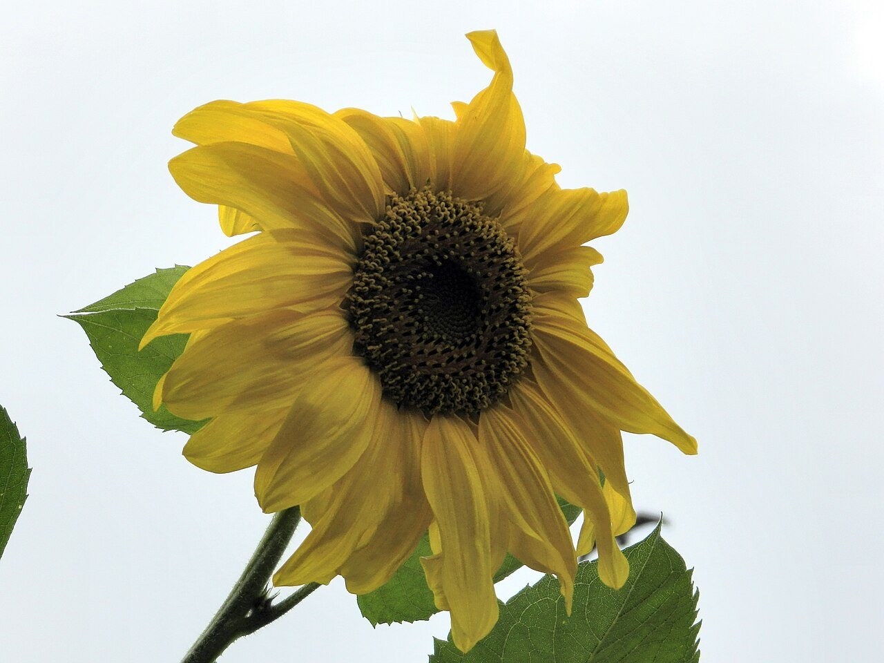 Helianthus (sunflower)