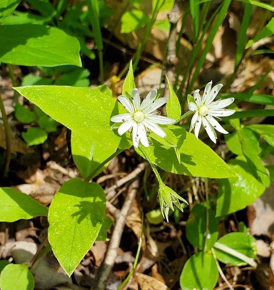 Stellaria (chickweeds) (alternate view 5)