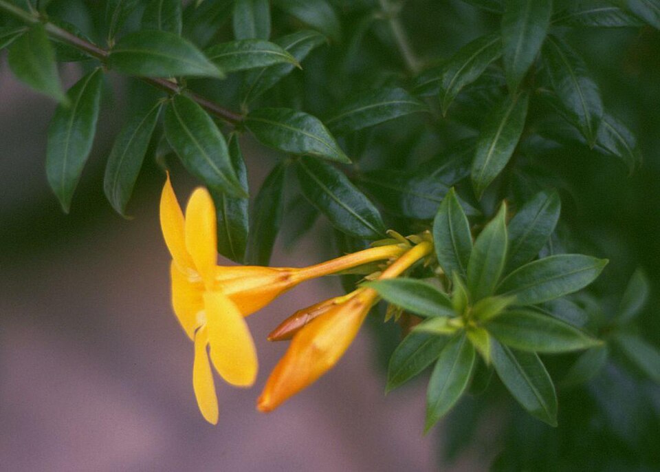 Allamanda cathartica (Allamanda Vine) (alternate view 9)