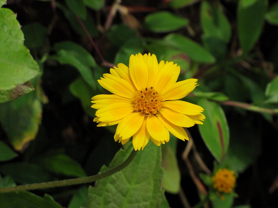 Sphagneticola trilobata (Trailing Daisy)