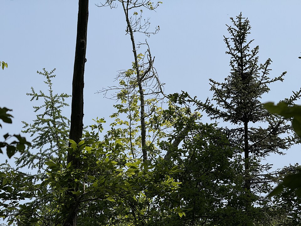 Picea mariana (black spruce) (alternate view 9)