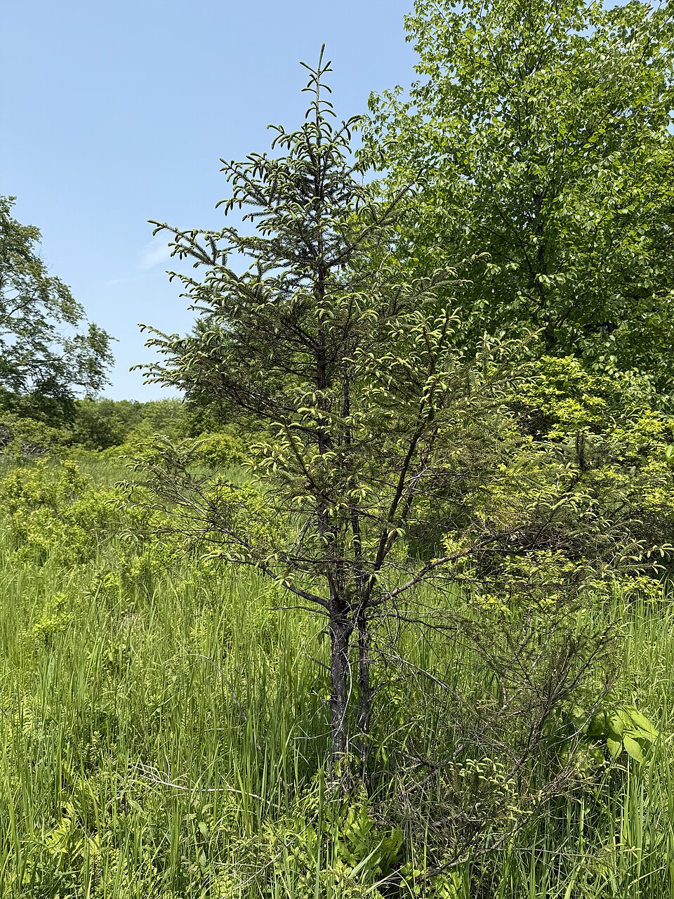 Picea mariana (black spruce) (alternate view 10)