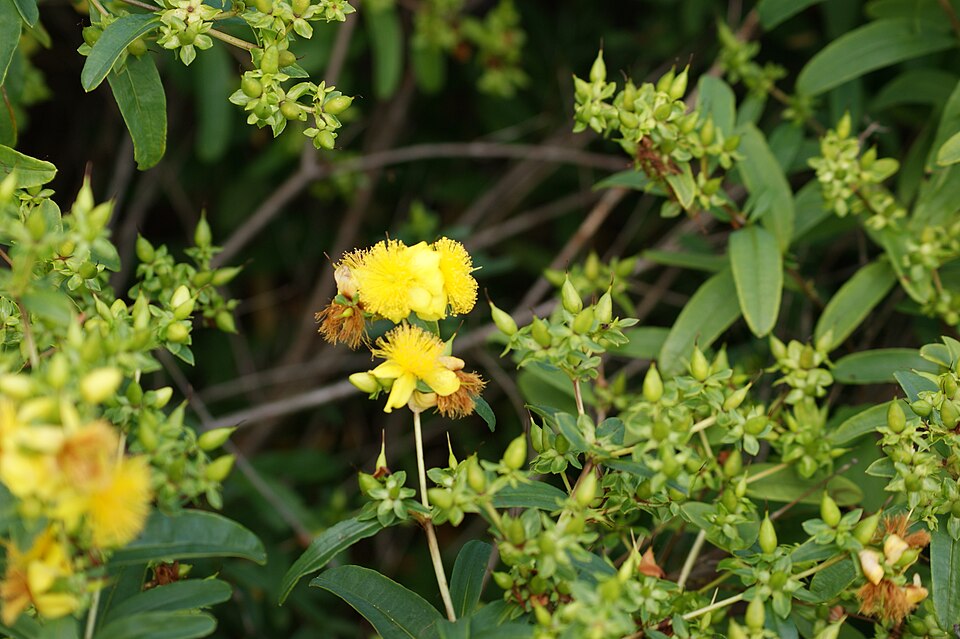 Hypericum prolificum (shrubby St. John's-wort)