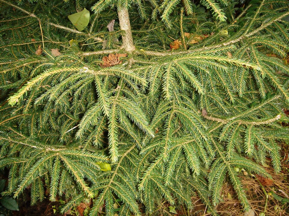 Picea orientalis (Oriental spruce) (alternate view 10)