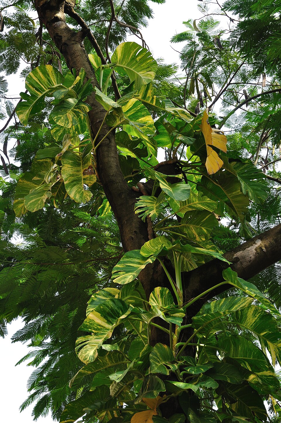 Epipremnum aureum (Golden Pothos) (alternate view 7)