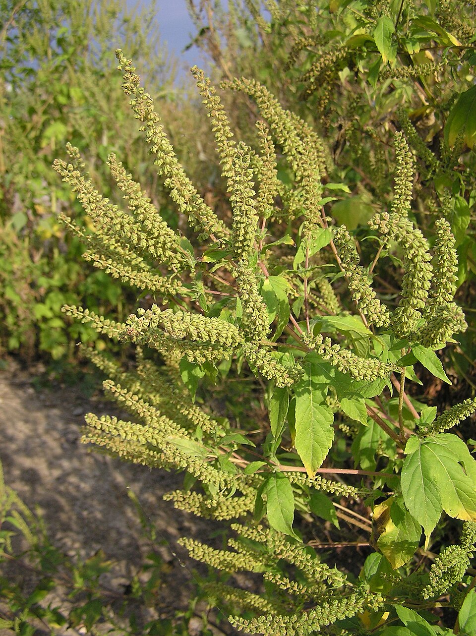 Ambrosia trifida (giant ragweed)