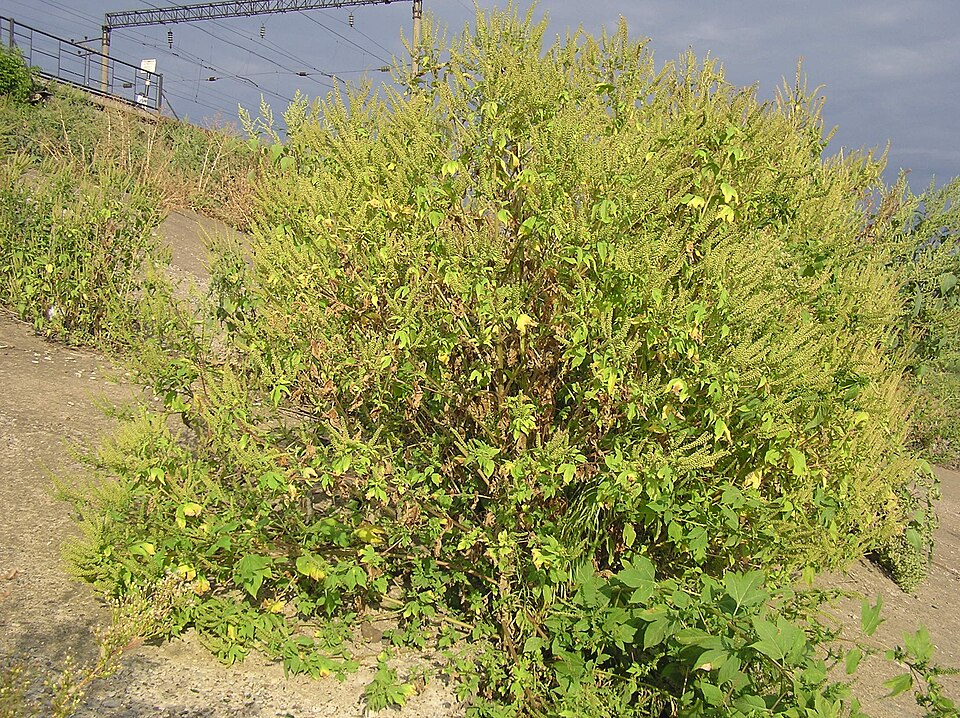 Ambrosia trifida (giant ragweed)