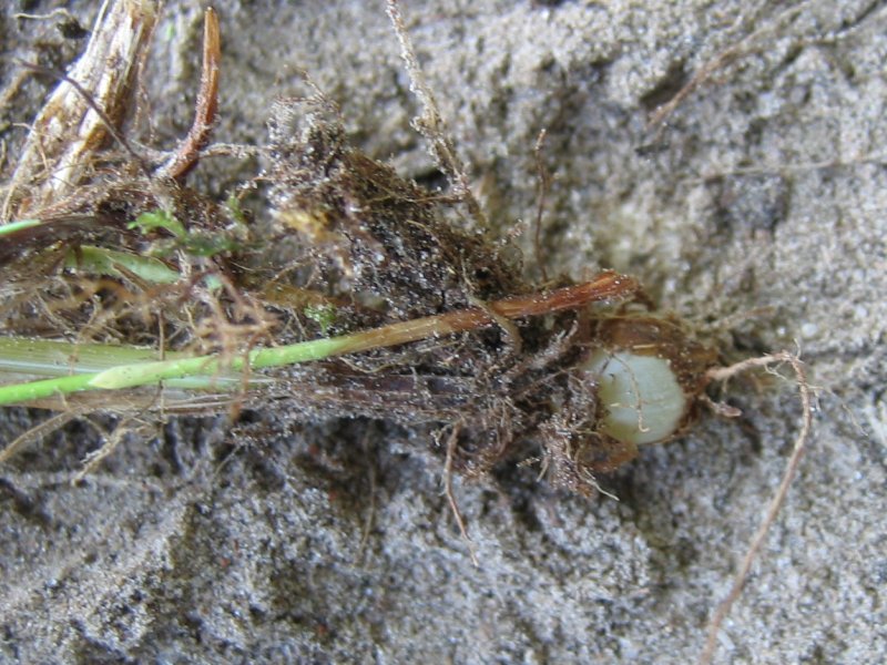 Phleum pratense (Timothy grass)