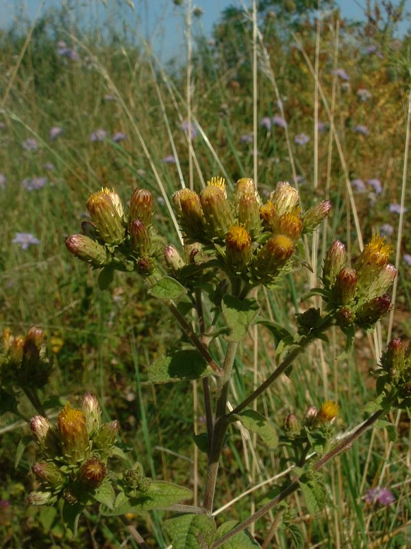 Pentanema squarrosum (Ploughman's-spikenard)
