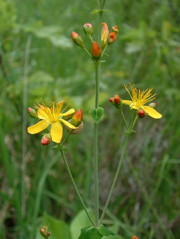 Hypericum pulchrum (Slender St John's-wort)