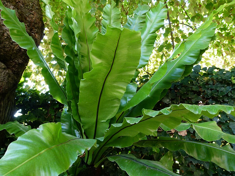 Asplenium australasicum (Bird's nest fern) (alternate view 3)