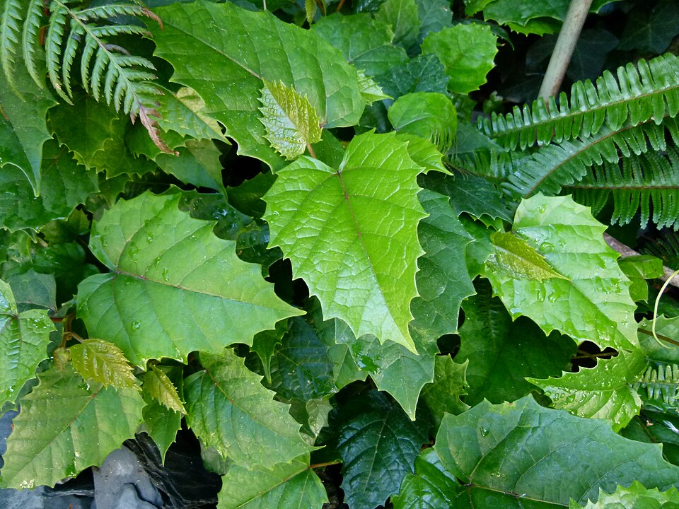 Apocissus antarctica (Kangaroo Vine) (alternate view 8)