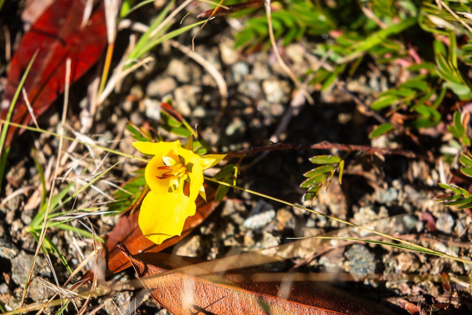 Chamaecrista (sensitive and partridge peas) (alternate view 3)