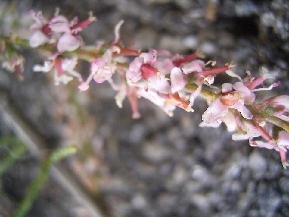 Tamarix gallica (French tamarisk)