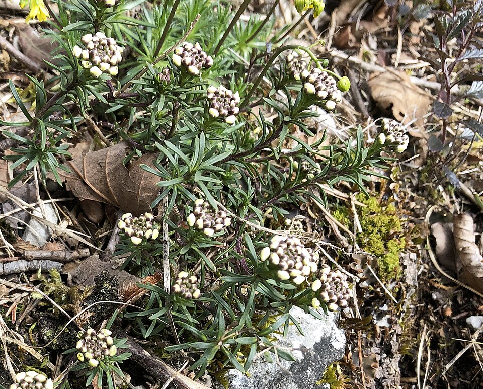Iberis saxatilis (rock candytuft) (alternate view 10)