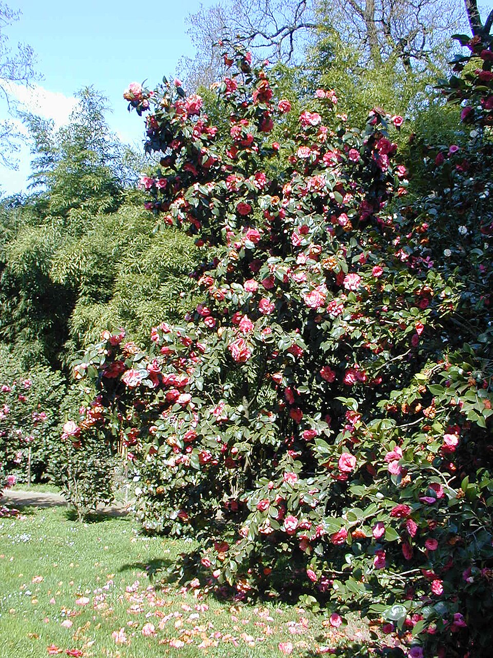 Camellia japonica (Japanese camellia) (alternate view 11)