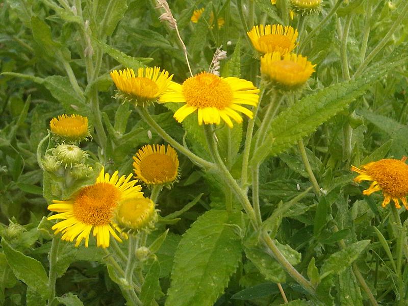 Pulicaria dysenterica (Common Fleabane)