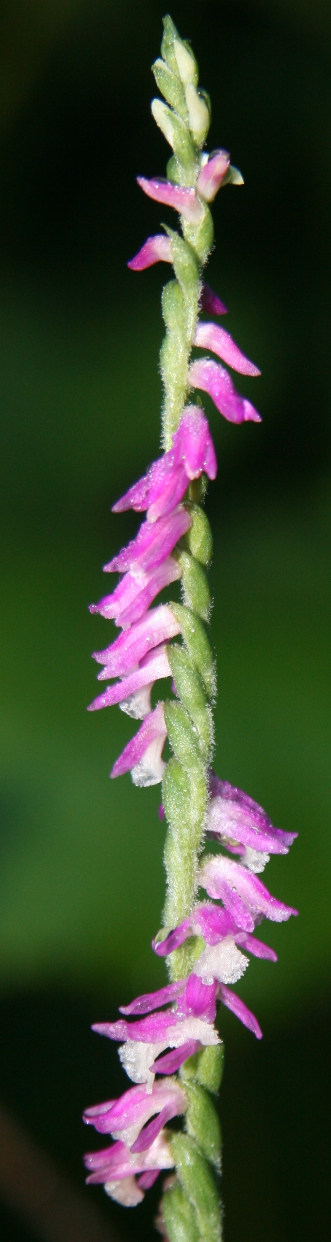 Spiranthes australis (austral ladies'-tresses)