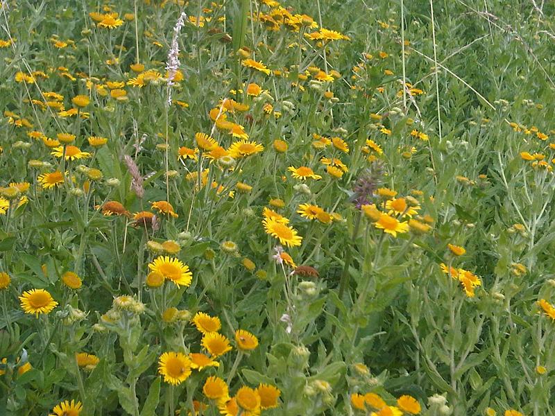 Pulicaria dysenterica (Common Fleabane)