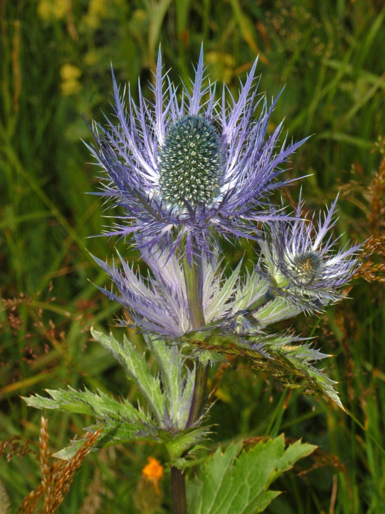 Eryngium alpinum (Alpine Sea Holly) (alternate view 7)